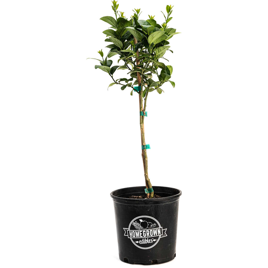 Key Lime Tree live fruit plant