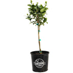 Key Lime Tree (CA) live fruit plant