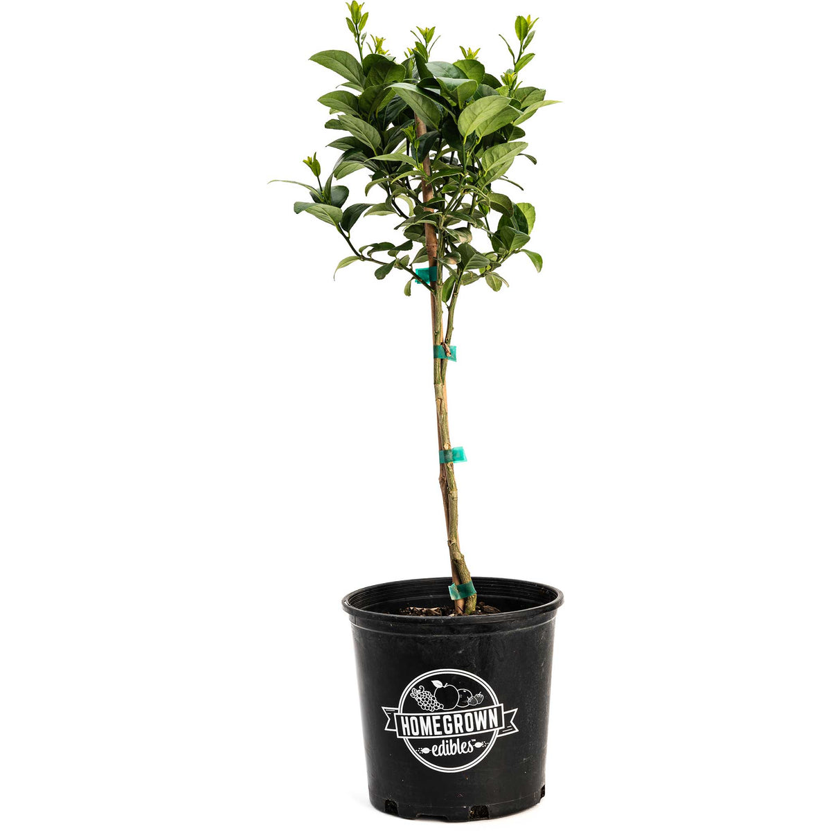 Key Lime Tree (CA) live fruit plant