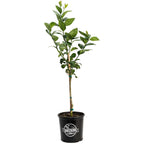 Improved Meyer Lemon Tree (CA) live fruit plant