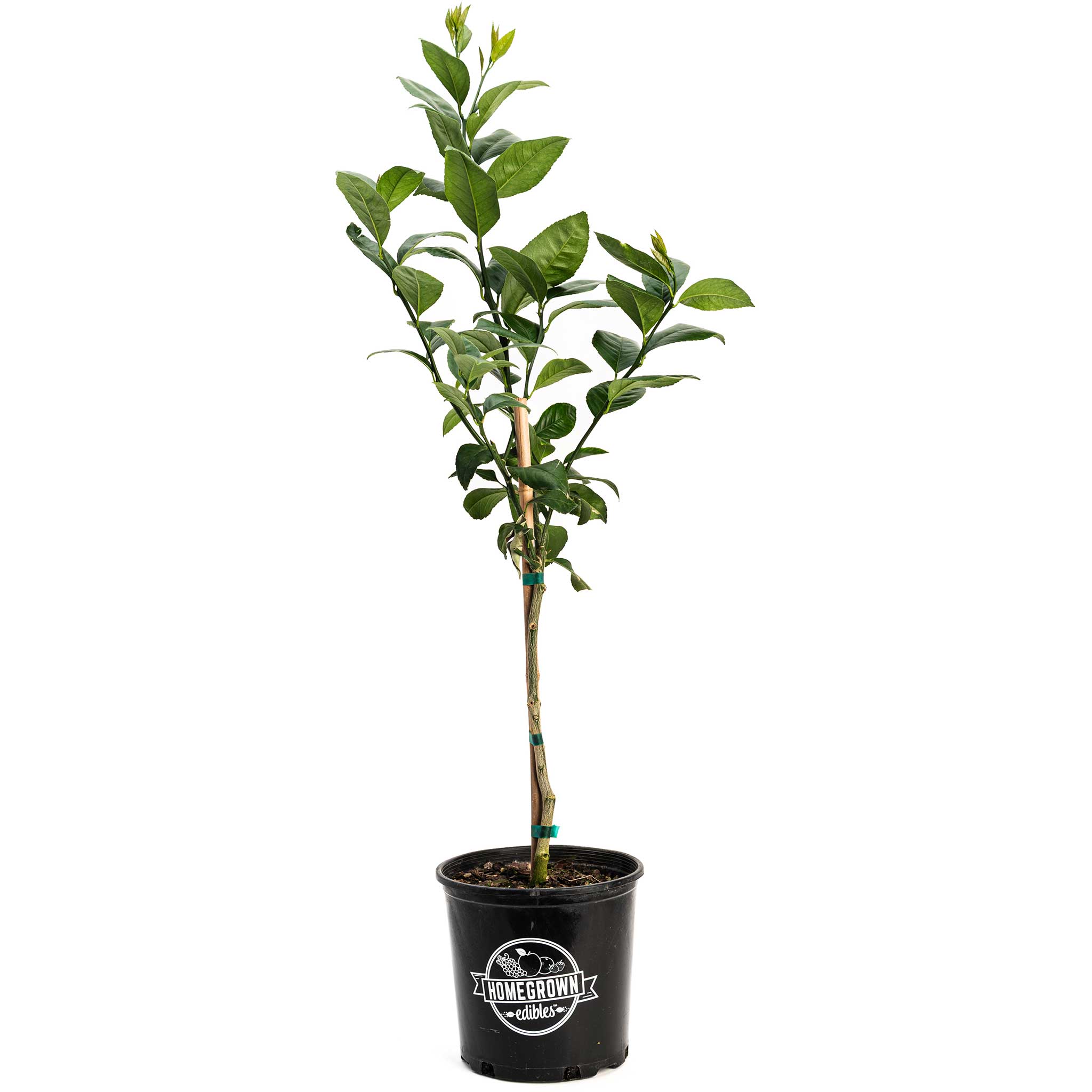 Improved Meyer Lemon Tree (CA) live fruit plant
