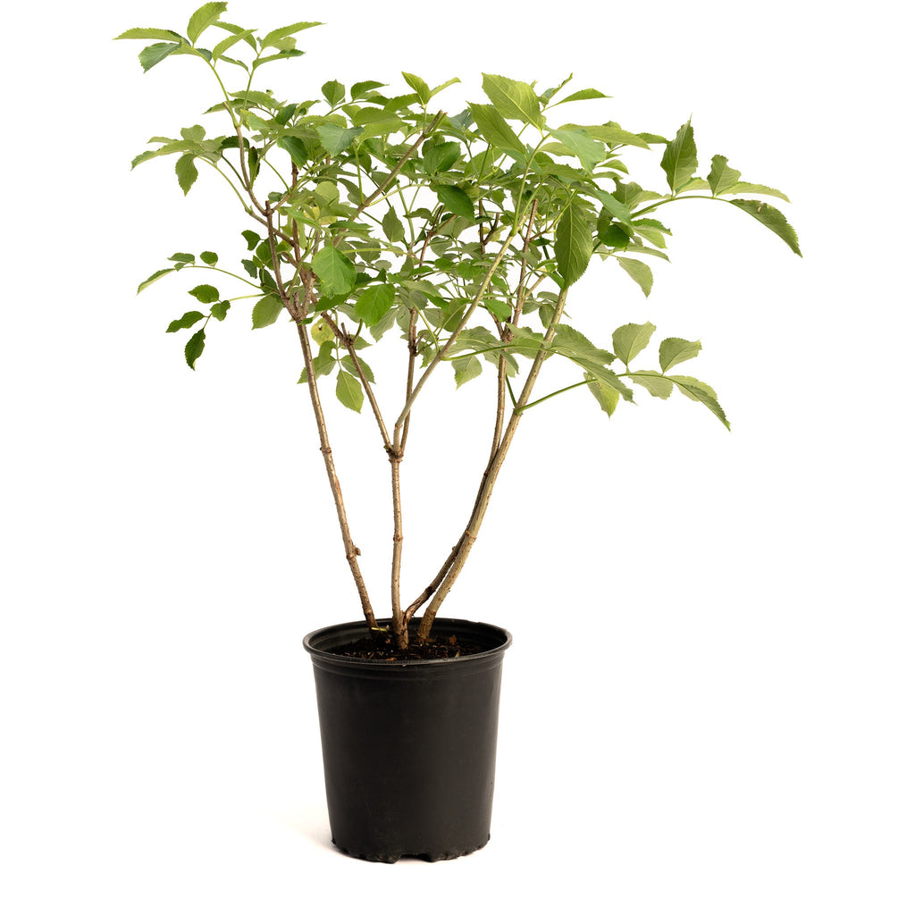 Marge Elderberry live fruit plant