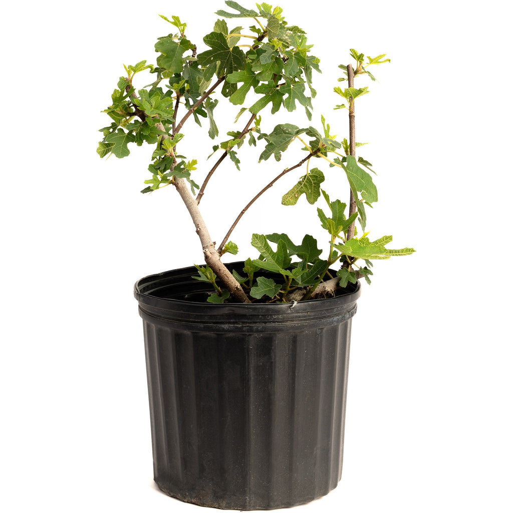 Black Mission Fig Tree — Rich, Jammy Figs live plant