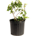 Black Mission Fig Tree — Rich, Jammy Figs