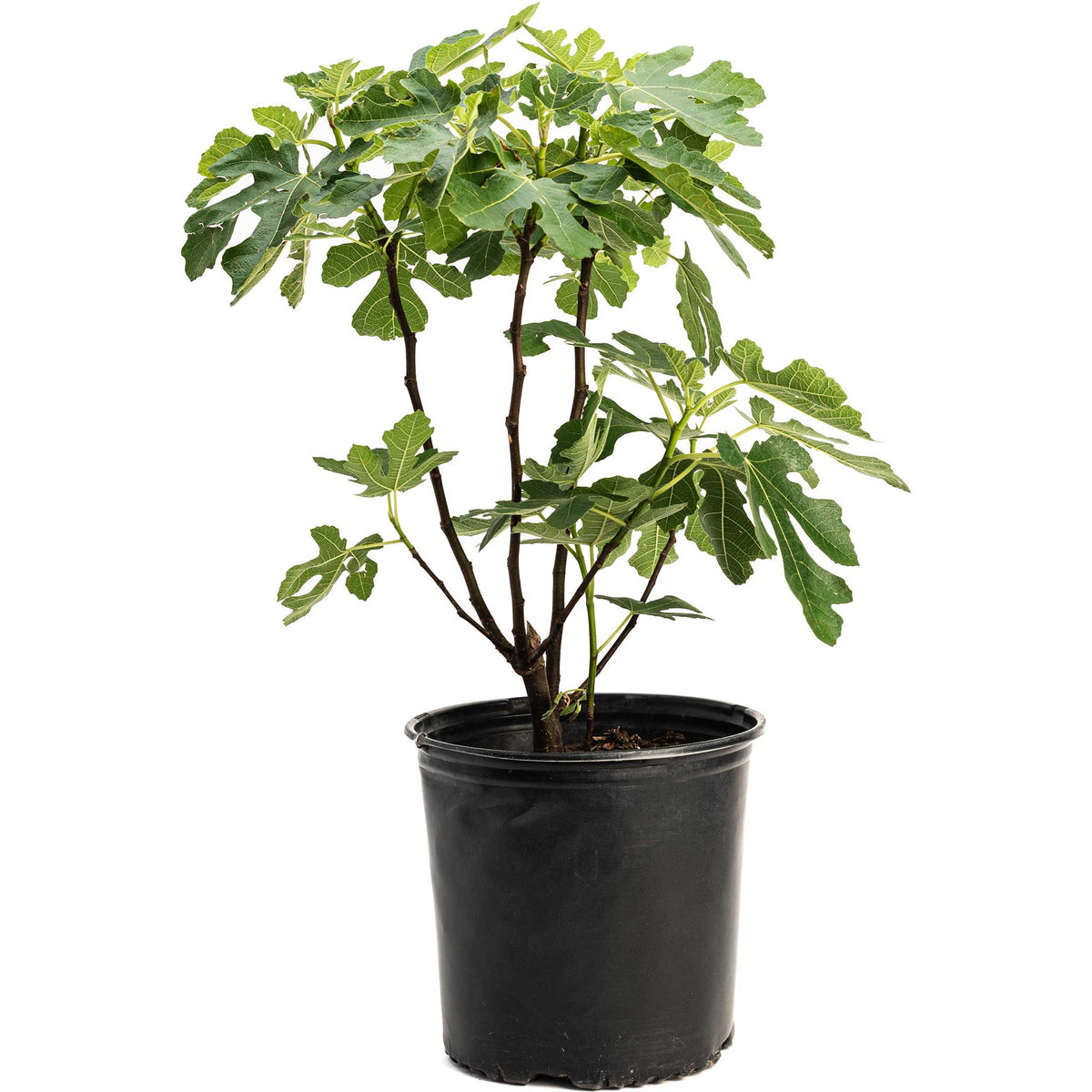 Brown Turkey Fig Tree — Self-Pollinating & Cold Hardy live plant