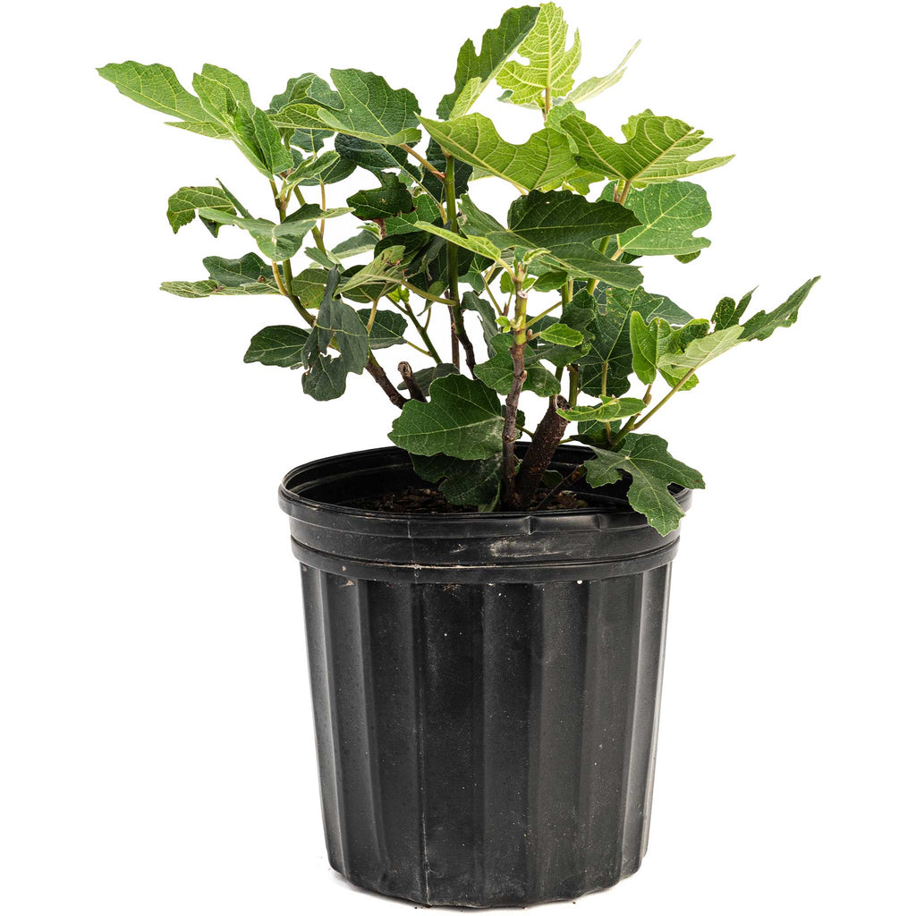 Chicago Hardy Fig Tree — Cold-Hardy & Self-Pollinating live plant