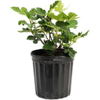 Chicago Hardy Fig Tree — Cold-Hardy & Self-Pollinating live plant