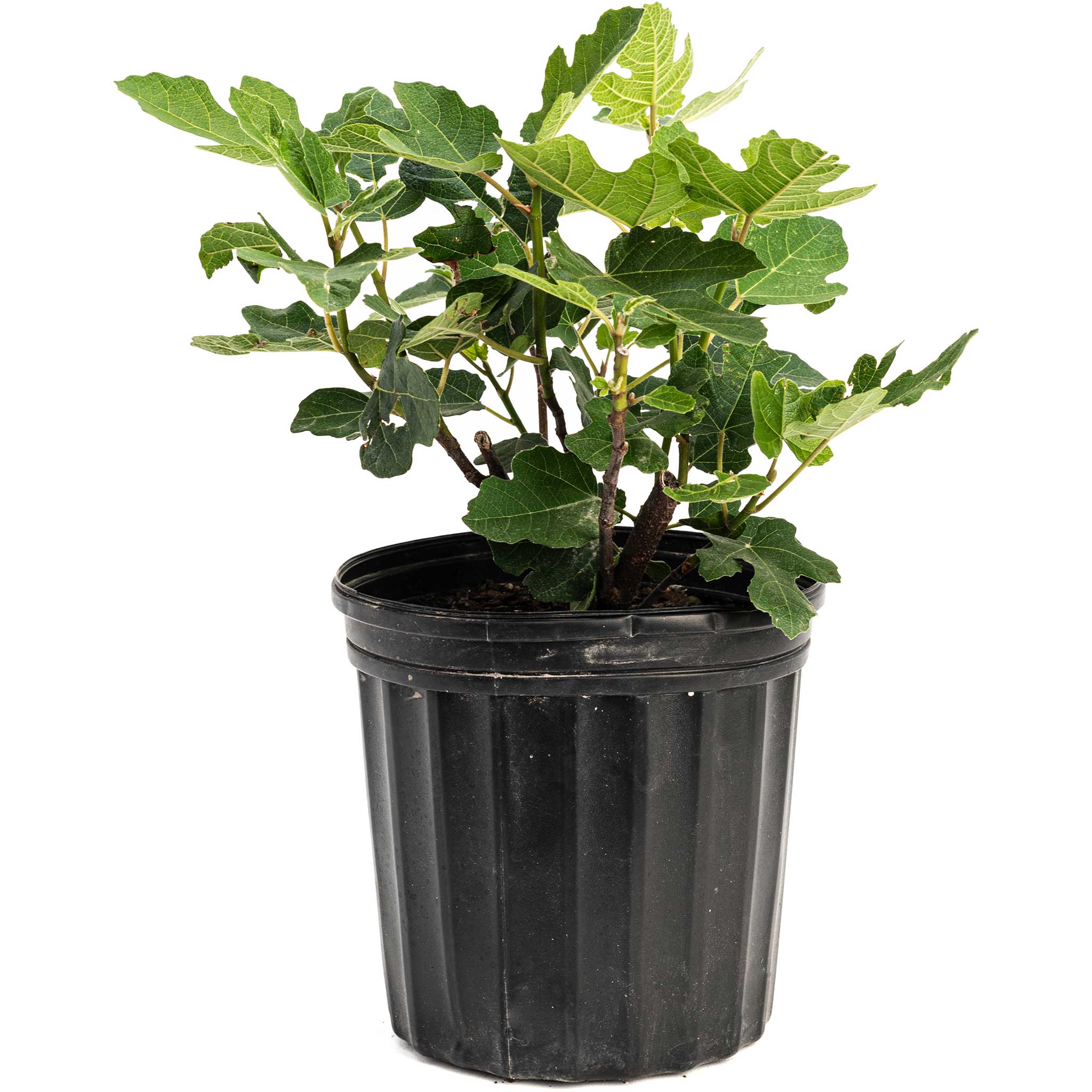 Chicago Hardy Fig Tree — Cold-Hardy & Self-Pollinating live plant