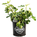 Little Miss Figgy™ — Compact Patio Fig Tree