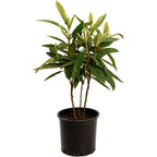 Japanese Loquat live fruit plant