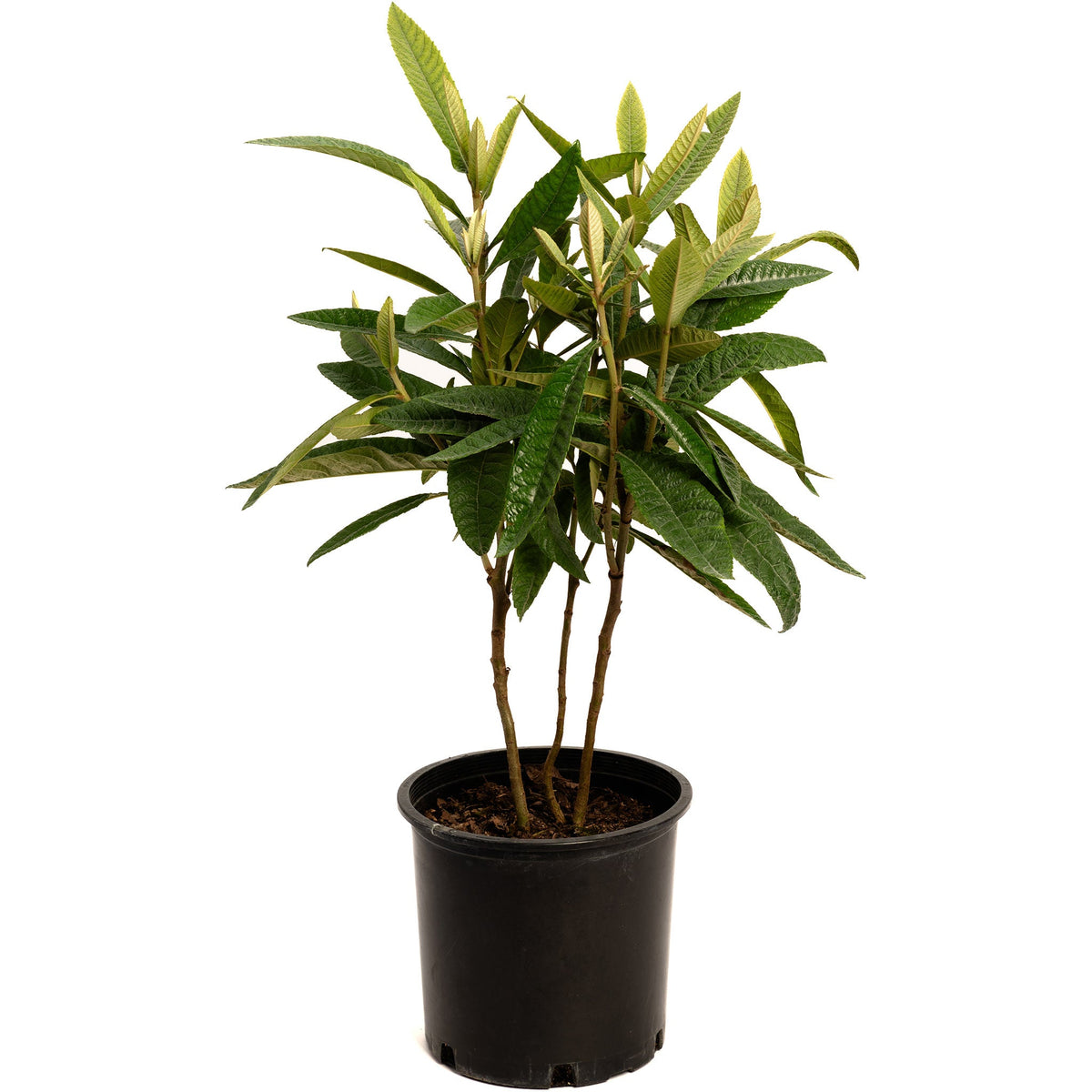 Japanese Loquat live fruit plant