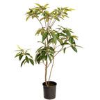 Japanese Loquat live fruit plant
