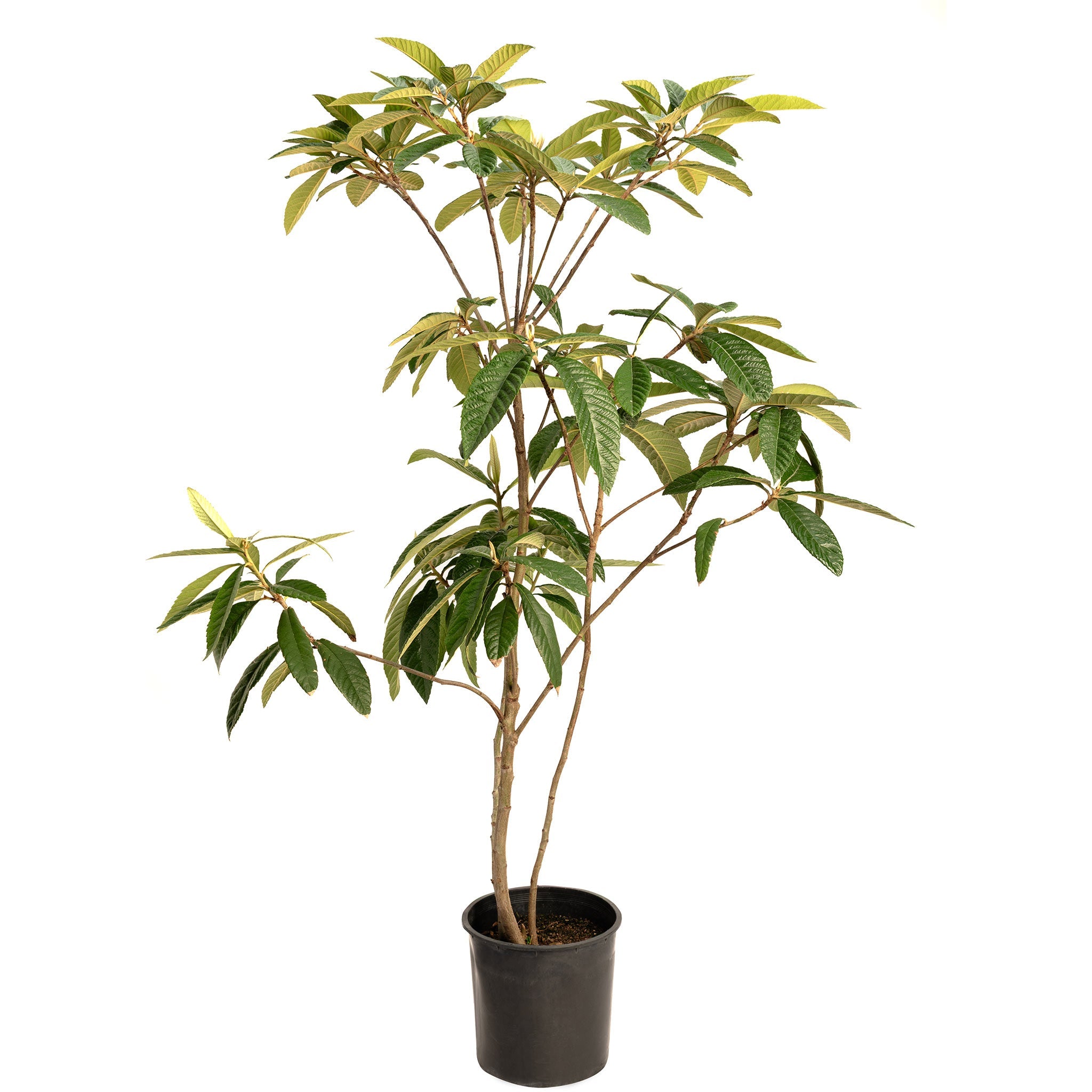 Japanese Loquat live fruit plant