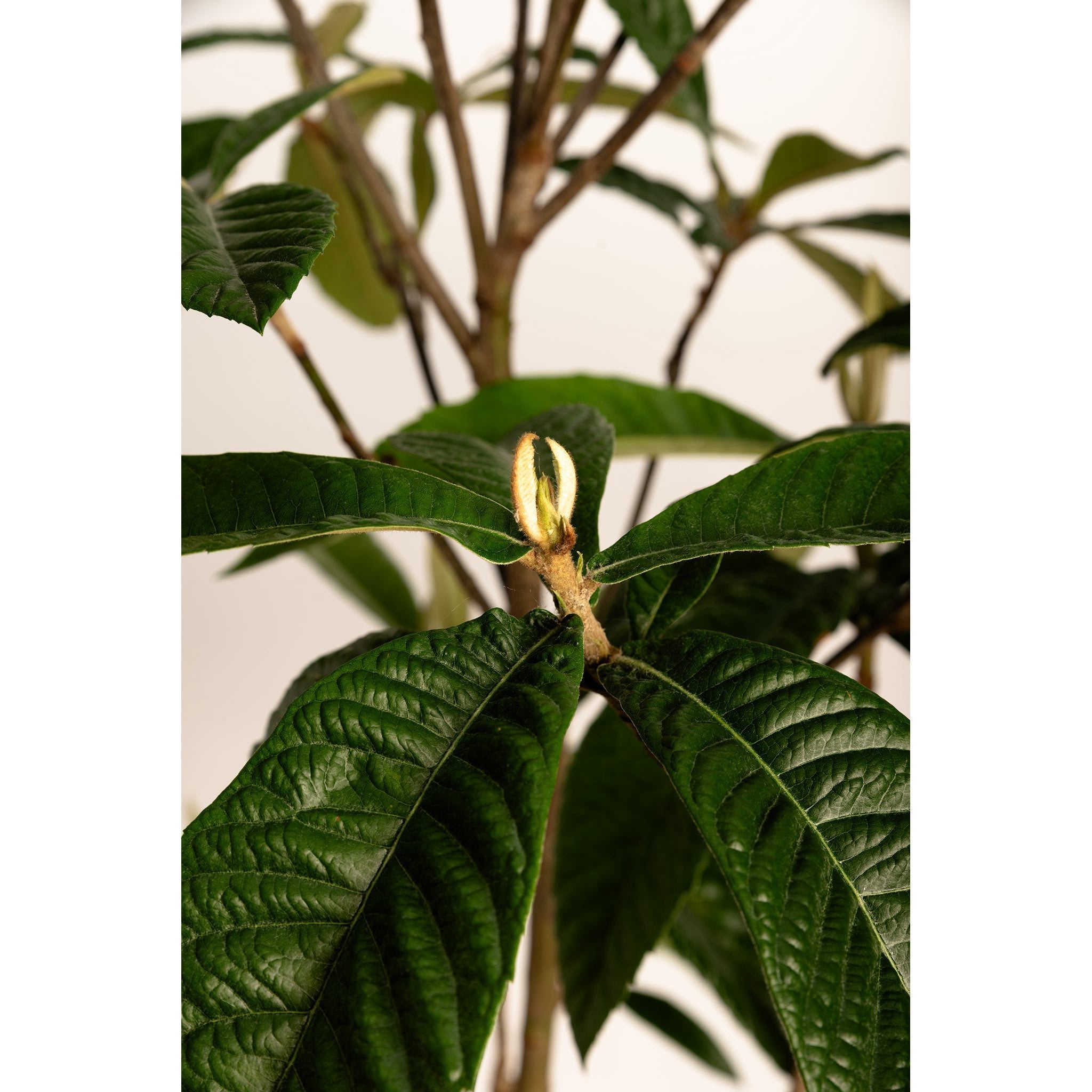 Japanese Loquat live fruit plant