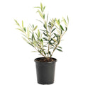 Arbequina Olive Tree — Self-Pollinating Patio Olive