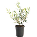 Arbequina Olive Tree — Self-Pollinating Patio Olive live plant