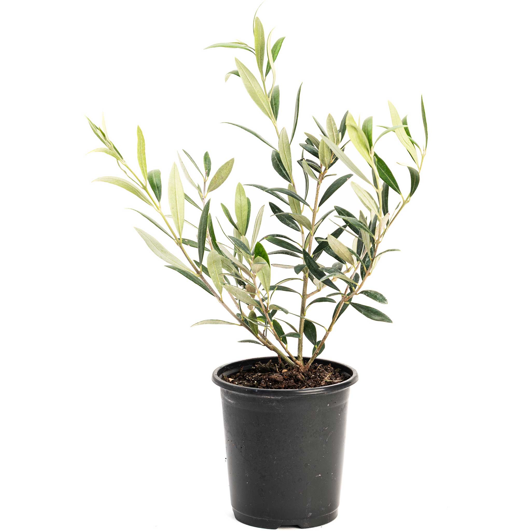 Arbequina Olive Tree — Self-Pollinating Patio Olive live plant