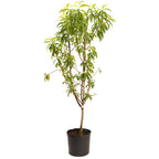 Multi-Fruit Peach Tree live fruit plant