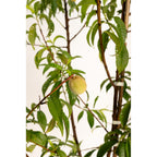 Multi-Fruit Peach Tree live fruit plant