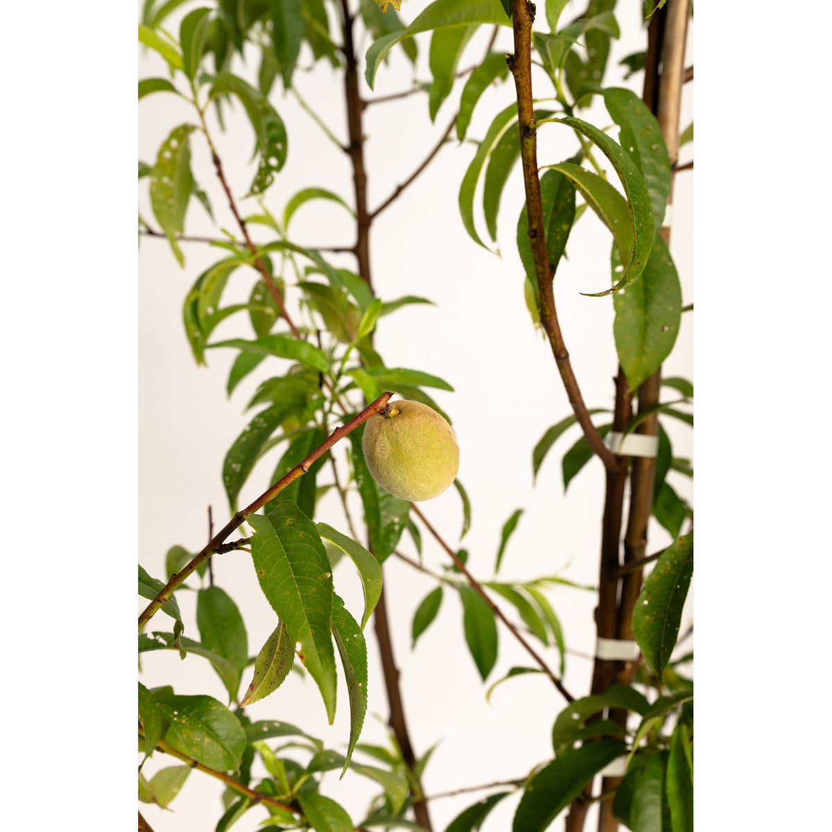 Multi-Fruit Peach Tree live fruit plant