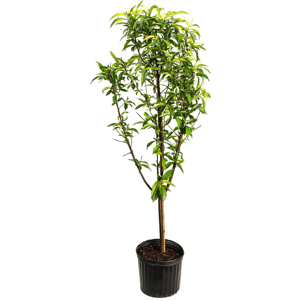 Multi-Fruit Peach Tree live fruit plant