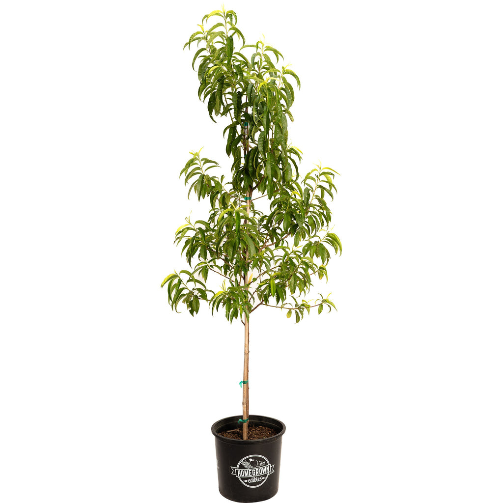 Contender Peach live fruit plant
