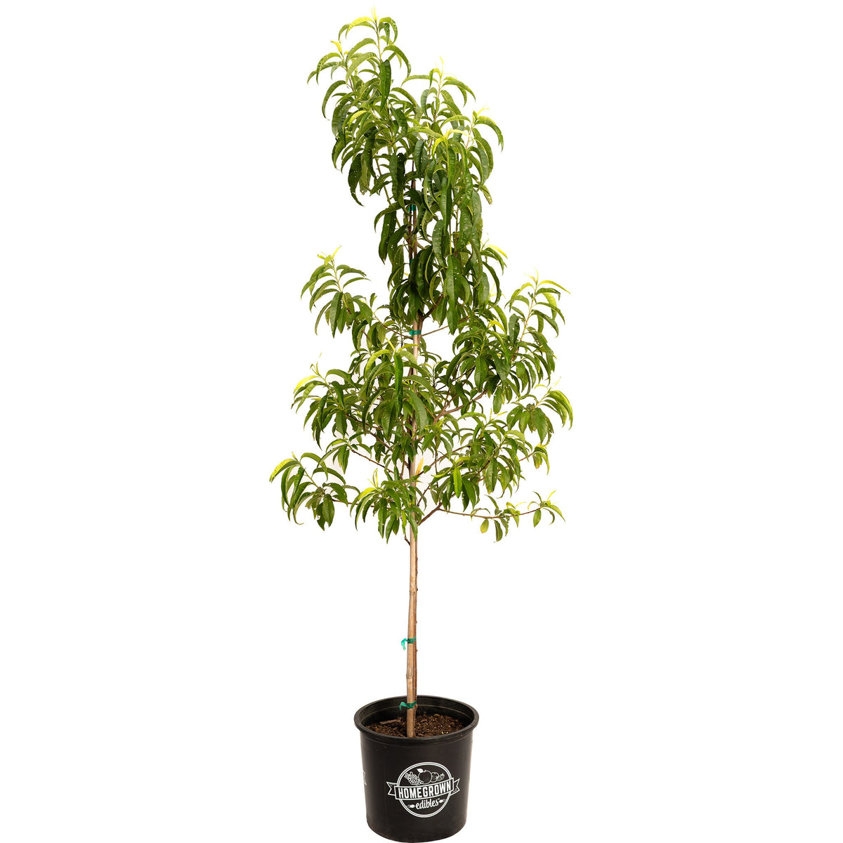 Contender Peach live fruit plant