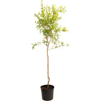 Cold Hardy Red Pomegranate live fruit plant