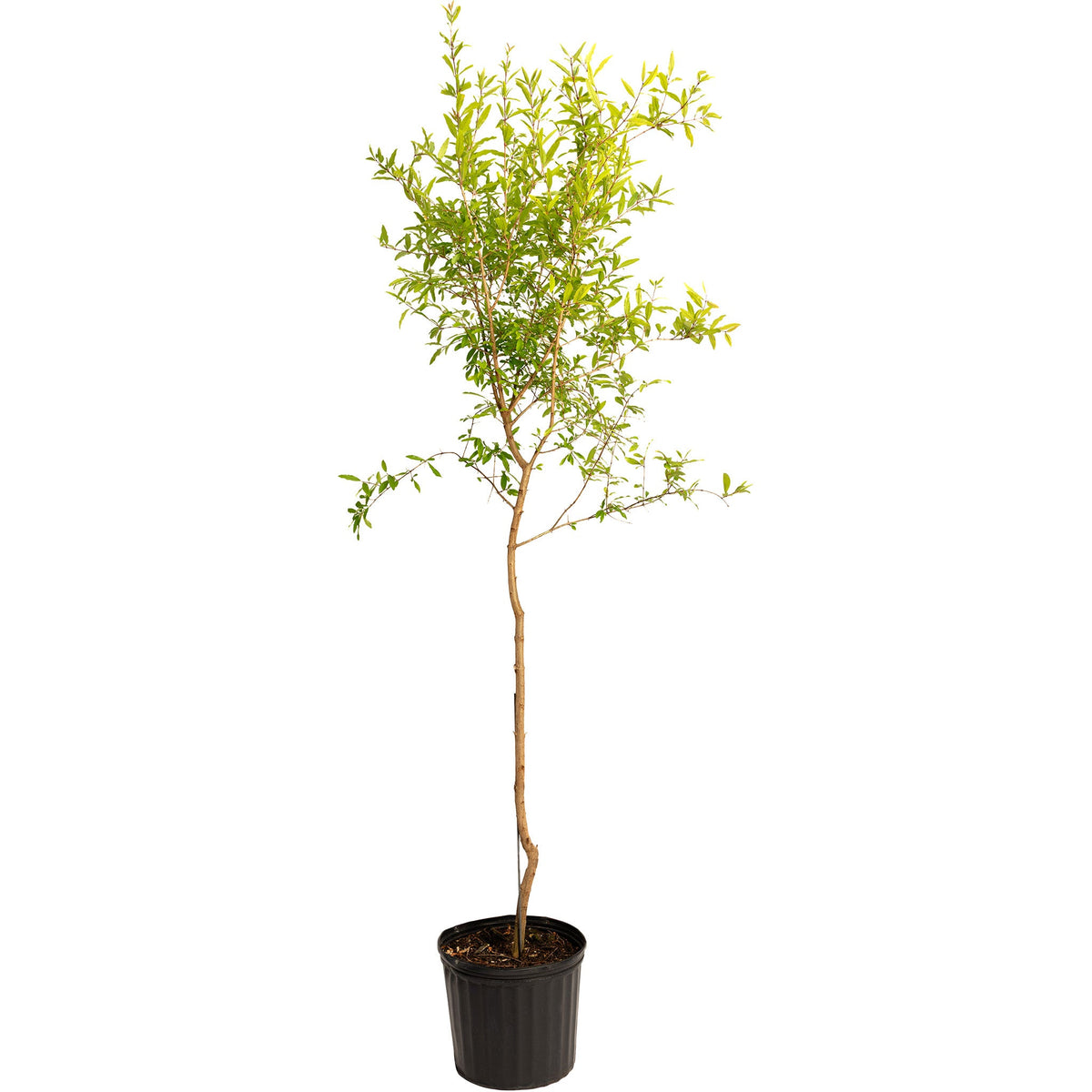 Cold Hardy Red Pomegranate live fruit plant