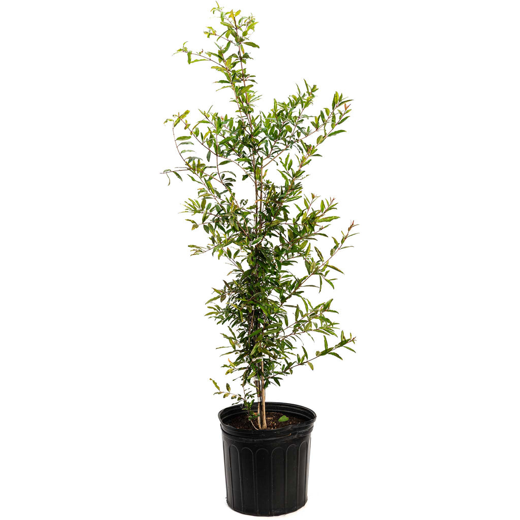 Cold Hardy Red Pomegranate live fruit plant