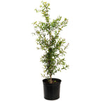 Cold Hardy Red Pomegranate live fruit plant