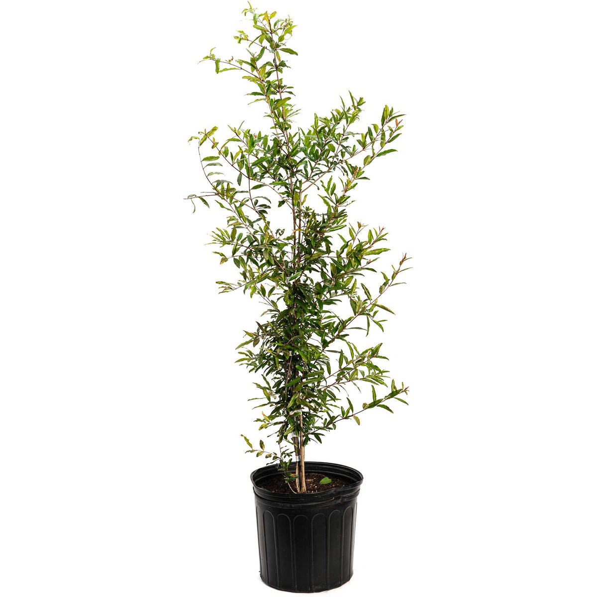 Cold Hardy Red Pomegranate live fruit plant