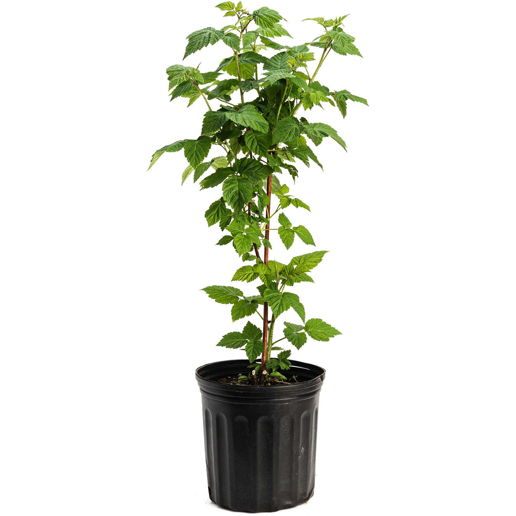 Nova Red Raspberry Plant live fruit plant