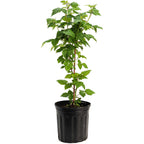 Nova Red Raspberry Plant live fruit plant