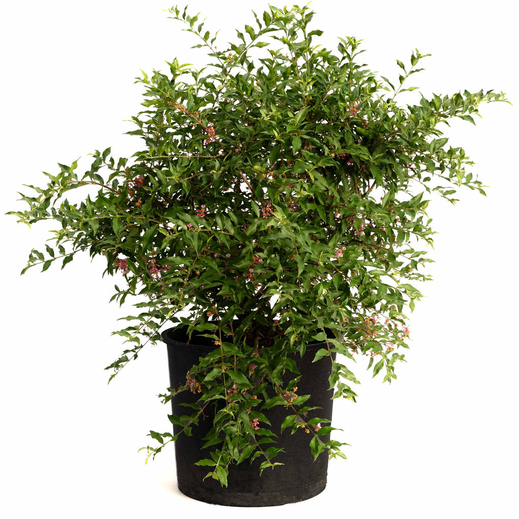Barbados Cherry Tree (Acerola) — Tropical Fruit Plant live plant
