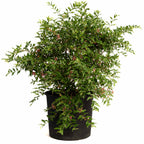Barbados Cherry Tree (Acerola) — Tropical Fruit Plant live plant