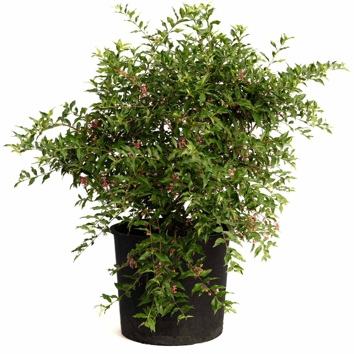 Barbados Cherry Tree (Acerola) — Tropical Fruit Plant live plant
