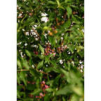Barbados Cherry Tree (Acerola) — Tropical Fruit Plant live plant