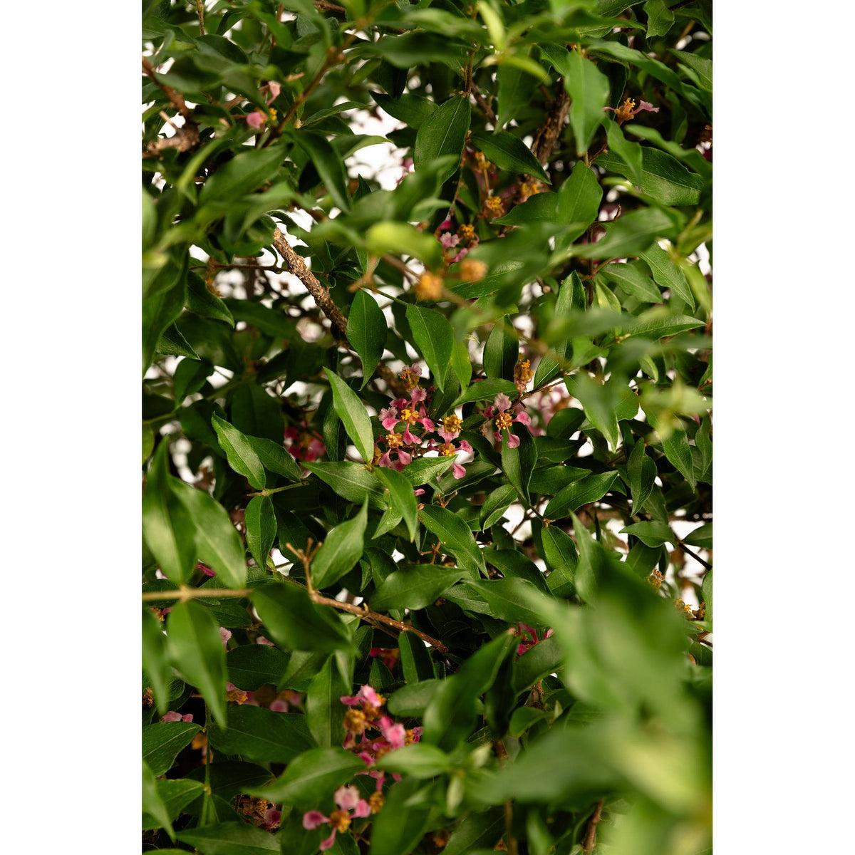 Barbados Cherry Tree (Acerola) — Tropical Fruit Plant live plant