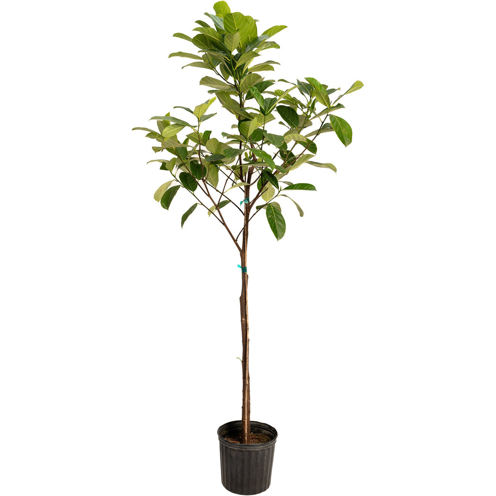 Jackfruit Tree live fruit plant