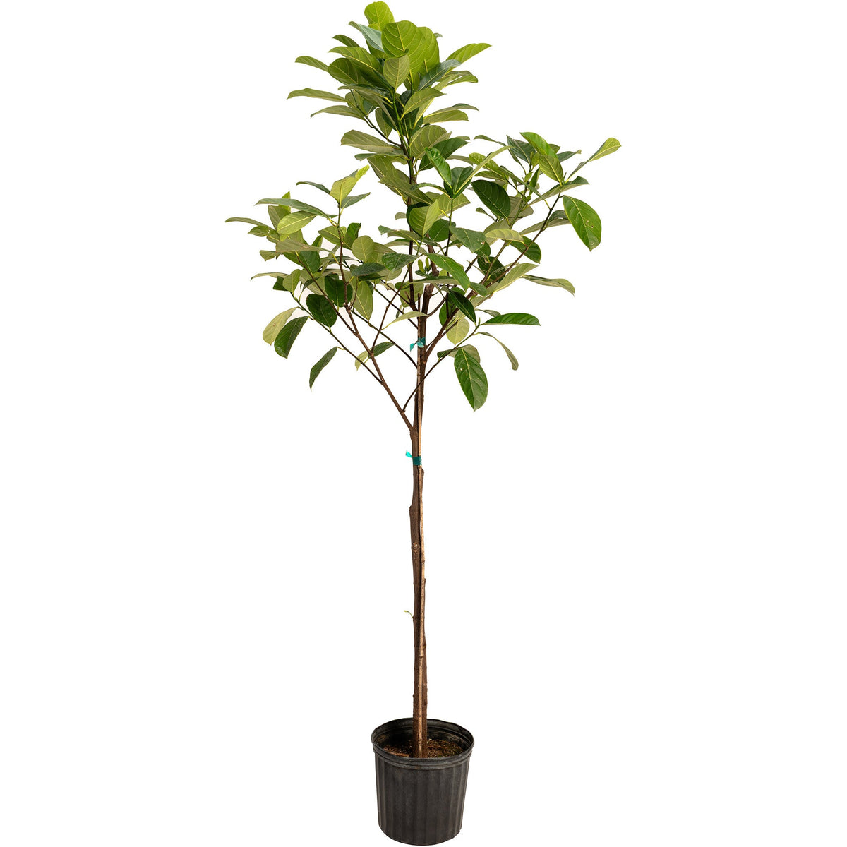 Jackfruit Tree live fruit plant