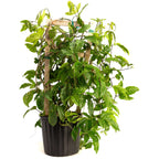 Passion Fruit live fruit plant