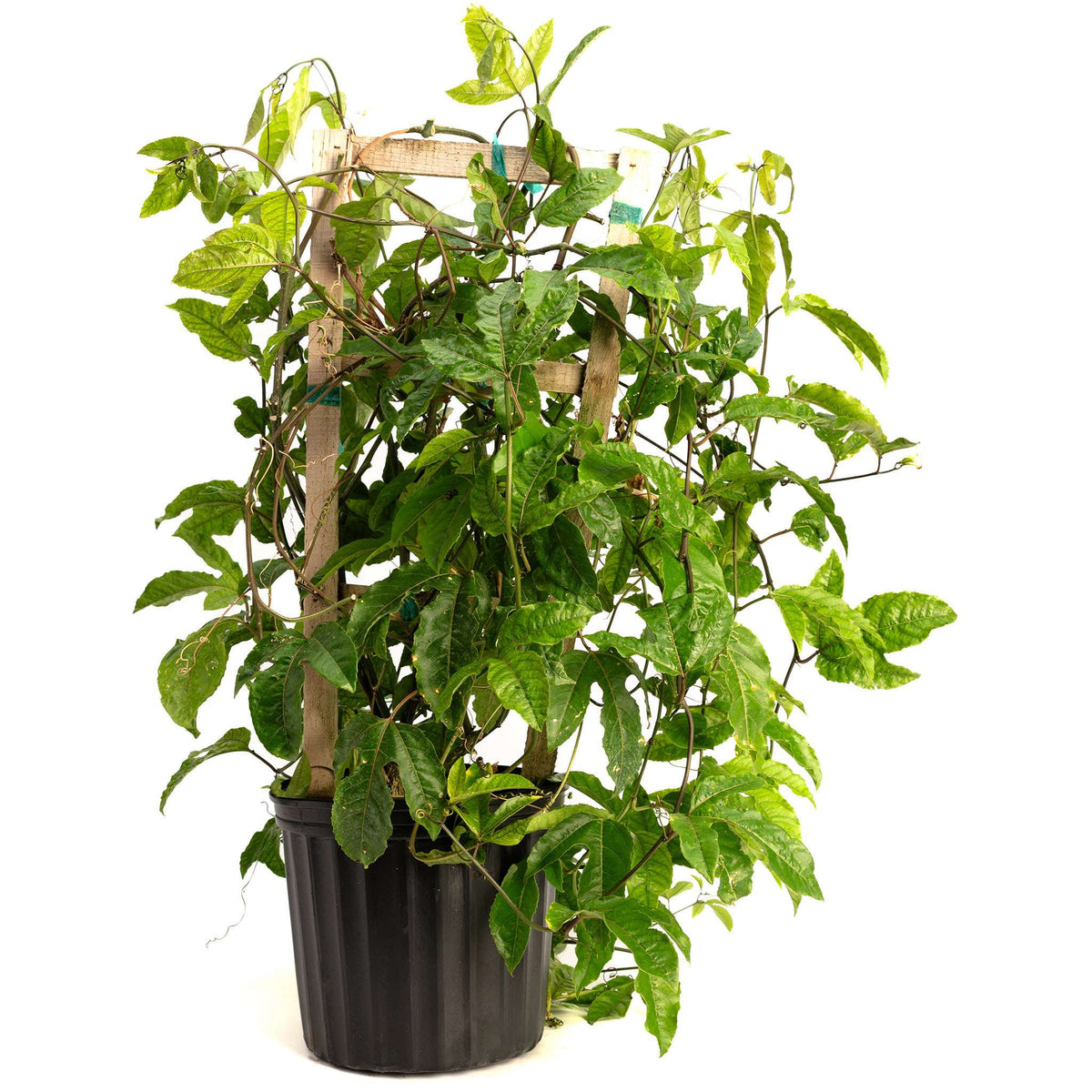 Passion Fruit live fruit plant