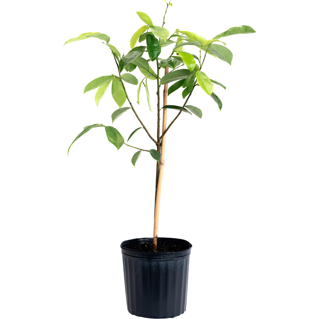 Soursop Tree (Guanabana) — Tropical Fruit Tree live plant