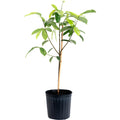 Soursop Tree (Guanabana) — Tropical Fruit Tree