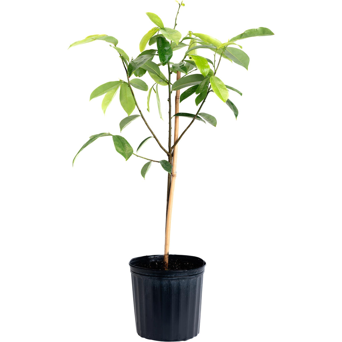 Soursop Tree (Guanabana) — Tropical Fruit Tree live plant
