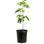 Sugar Apple Tree (Sweetsop) — Tropical Fruit Tree live plant