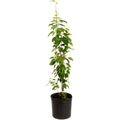 Everbearing Mulberry Tree — Fast-Growing Fruit Tree