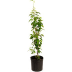 Everbearing Mulberry Tree — Fast-Growing Fruit Tree live plant
