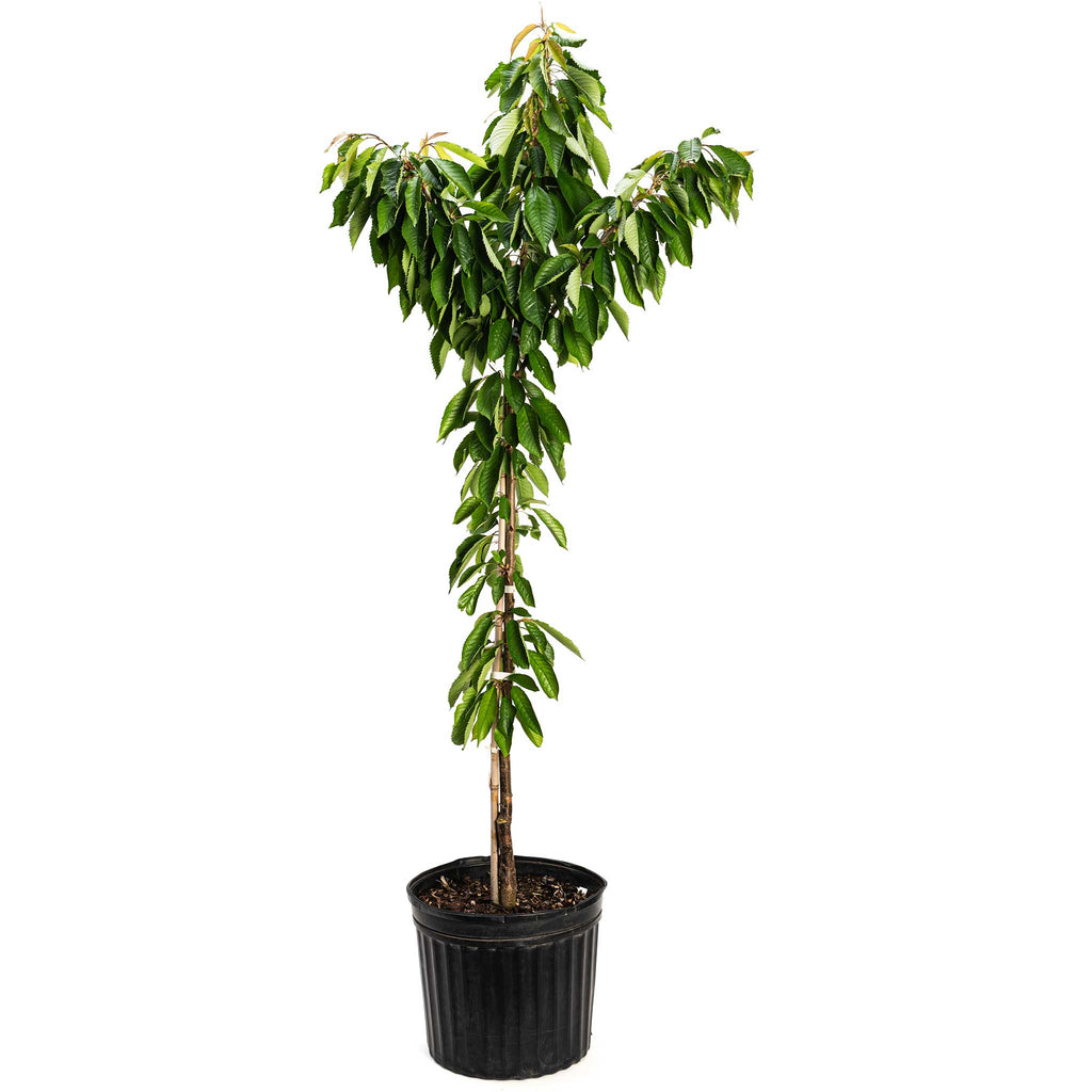 Bing Cherry Tree live fruit plant